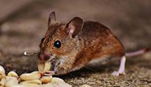 24 Hour & Emergency Exterminators in Burnsville, NC